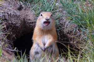У німеччині може почати вторгнення гофрів У німеччині може почати вторгнення гофрів